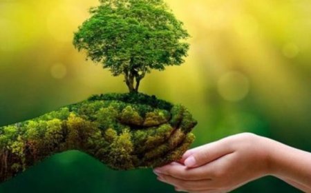 الاقتصاد الأخضر في فلسطين: تحديات الواقع وآفاق التحول