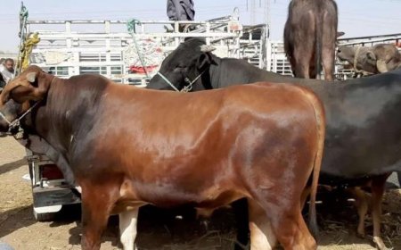 المفتي العام يؤكد جواز التضحية بالعجول المسمنة