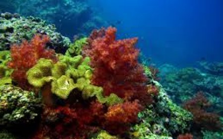 "فانا": الاستثمار السياحي البيئي في عُمان داعم للاقتصاد الوطني ومعزز للمحلي