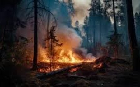 الاتحاد الأوروبي يخطط لإضافة أرصدة الكربون إلى هدف المناخ لعام 2040