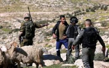 لليوم الثالث: مستعمرون يهاجمون رعاة الأغنام في المنيا بمحافظة بيت لحم