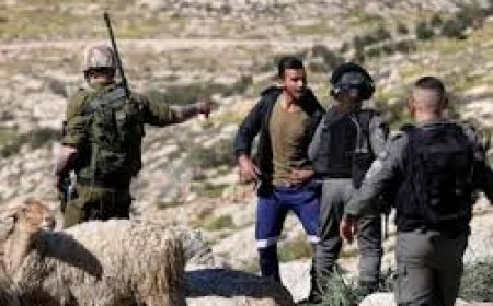 مستعمرون يطاردون رعاة الأغنام في مسافر يطا جنوب الخليل