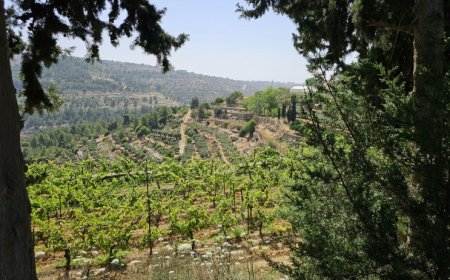 الطقس: أجواء شديدة الحرارة وجافة