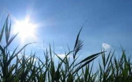 حالة الطقس: كتلة هوائية حارة وجافة تضرب البلاد