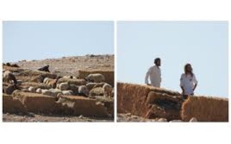 مستعمرون يطلقون مواشيهم بين مساكن المواطنين في شلال العوجا شمال أريحا