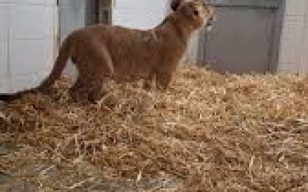 العثور على شبل اسد في فناء منزل ببلدة ابوديس