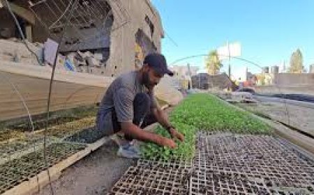 الزراعة في غزة تحت الحصار: سلة الغذاء في مهب الدمار والتجويع