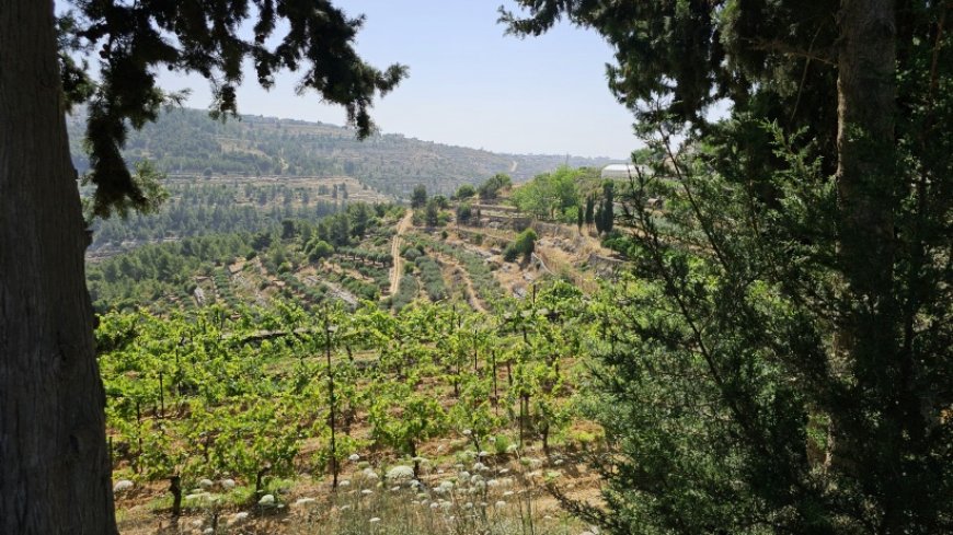 الطقس: أجواء شديدة الحرارة وجافة