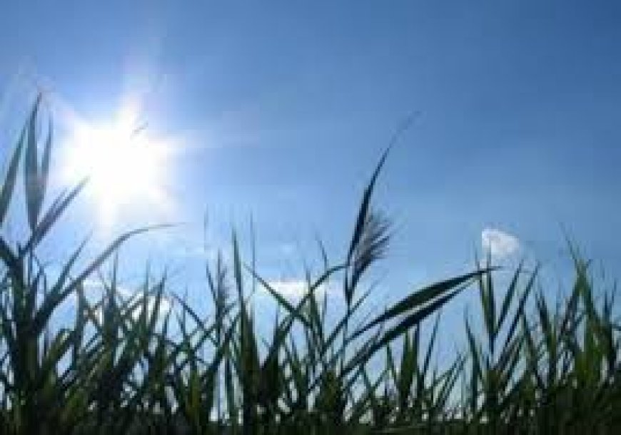 حالة الطقس: كتلة هوائية حارة وجافة تضرب البلاد