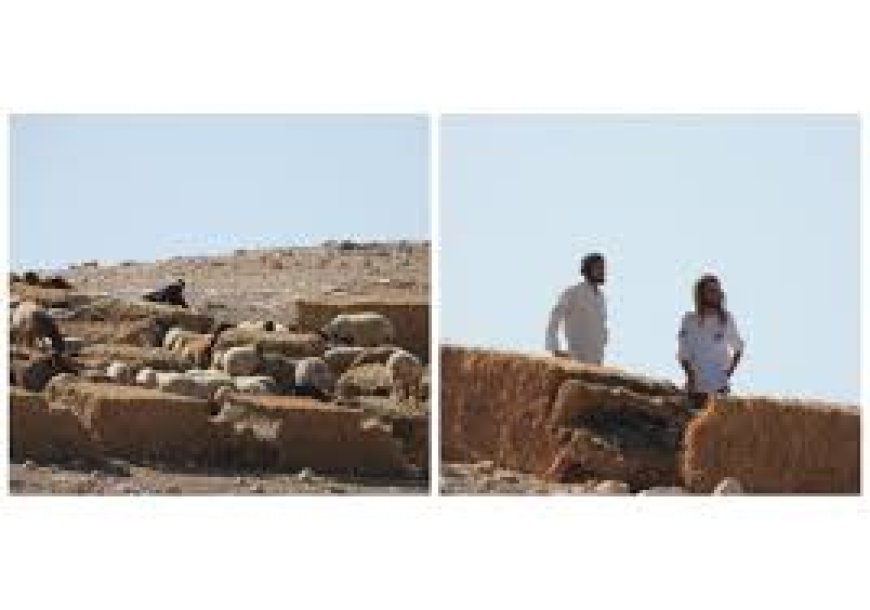 مستعمرون يطلقون مواشيهم بين مساكن المواطنين في شلال العوجا شمال أريحا