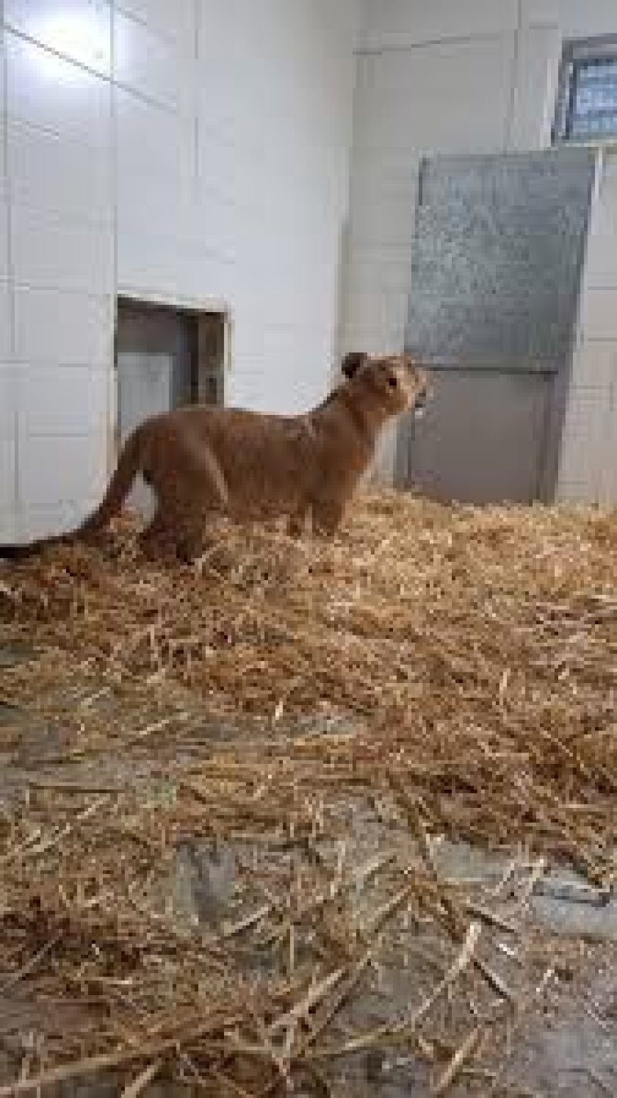 العثور على شبل اسد في فناء منزل ببلدة ابوديس