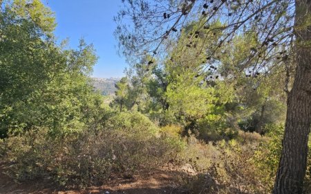 حالة الطقس: درجات الحرارة أعلى من معدلها السنوي العام