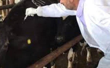 وزارة الزراعة تتسلم 1.15 مليون جرعة لقاح بيطري من منظمة الأغذية والزراعة (الفاو)