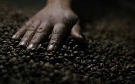 ارتفاع أسعار البن والسكر مع توقف تجارة بين أميركا والبرازيل بسبب الرسوم