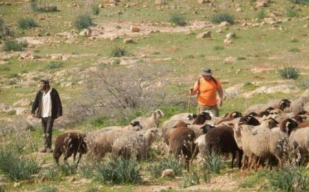 مستعمرون يطلقون ماشيتهم لتخريب مزروعات المواطنين جنوب الخليل