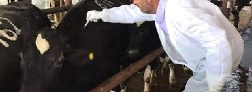 وزارة الزراعة تتسلم 1.15 مليون جرعة لقاح بيطري من منظمة الأغذية والزراعة (الفاو)