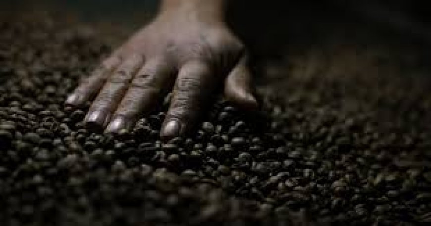 ارتفاع أسعار البن والسكر مع توقف تجارة بين أميركا والبرازيل بسبب الرسوم