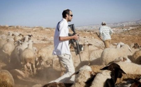 مستعمرون يطلقون مواشيهم في أراضي المواطنين شرق بيت لحم