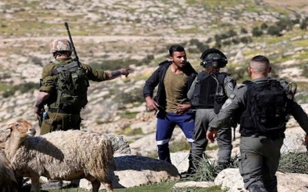 الاحتلال يعتقل شابا خلال محاولته منع مستوطنين سرقة اغنام والده