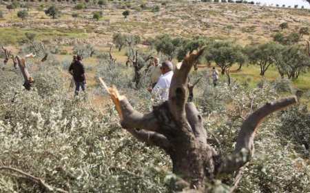 مستعمرون يقتلعون أشجار زيتون في سلوان