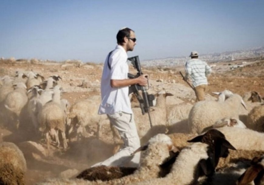 مستعمرون يطلقون مواشيهم في أراضي المواطنين شرق بيت لحم