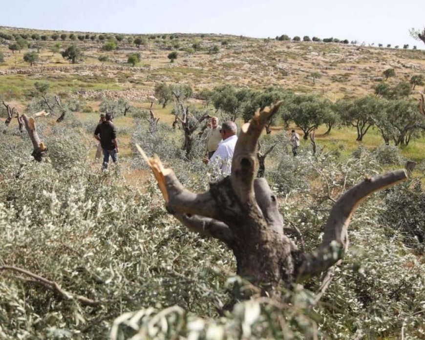 مستعمرون يقتلعون أشجار زيتون في سلوان