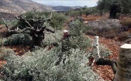 مستعمرون يقطعون أكثر من 300 شجرة زيتون ولوز معمرة في سعير شمال شرق الخليل