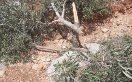 مستوطنون يقتلعون 50 شجرة زيتون معمّرة شرق قلقيلية