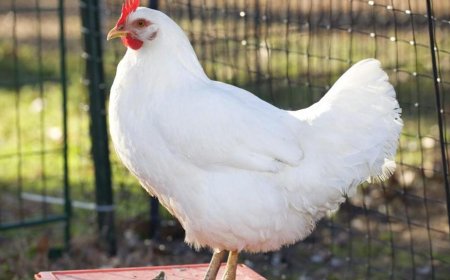 انهيار متواصل في أسعار الدواجن