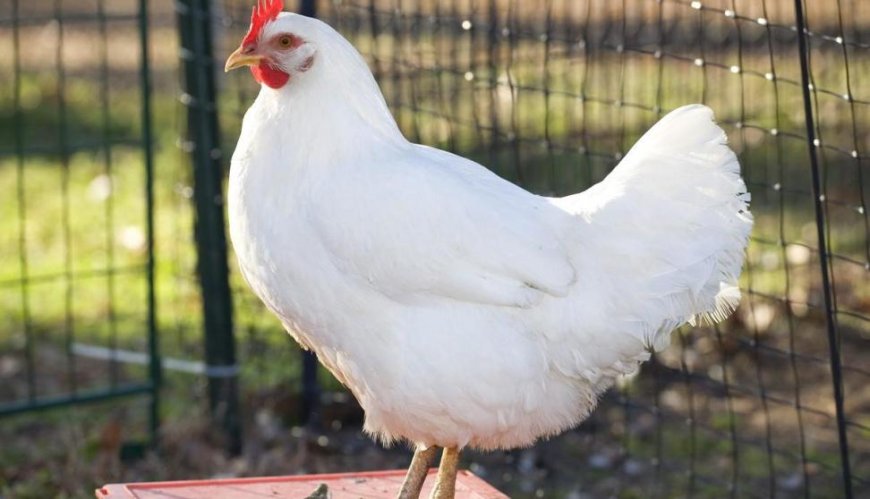 انهيار متواصل في أسعار الدواجن