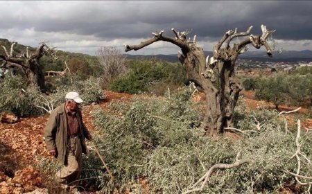 قرار إسرائيلي باقتلاع أشجار من أراضي قريتين في رام الله
