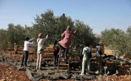 منذ بداية الموسم- 340 اعتداء نفذها الاحتلال والمستوطنون ضد قاطفي الزيتون