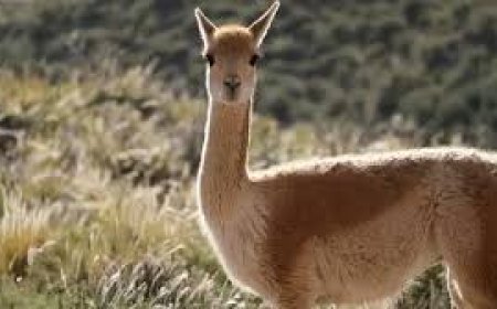 عالم الأثرياء الخفي.. أغلى 15 سلعة تكشف عن استثمارات نادرة