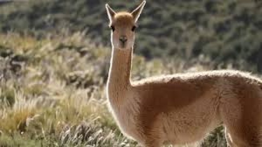 عالم الأثرياء الخفي.. أغلى 15 سلعة تكشف عن استثمارات نادرة