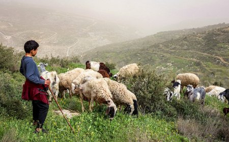 إسرائيل تبدأ تسوية أراضي الضفة الغربية وتحويلها لأملاك دولة