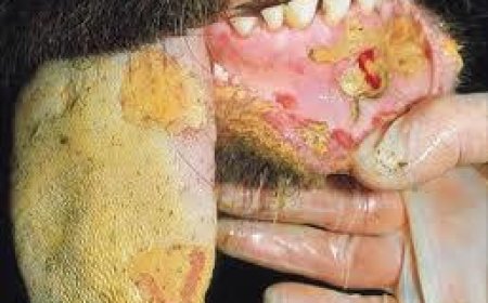 بيان صادر عن وزارة الزراعة بشأن مرض الحمى القلاعية