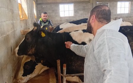 وزارة الزراعة: تحصين 13,067 رأساً من أبقار الحليب ضمن الحملة الوطنية التي أطلقتها الوزارة في مختلف المحافظات ضد الحمى القلاعية (SAT1)