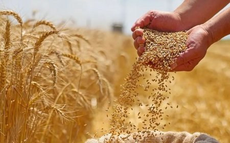 «الفاو» تحذر من أزمة أسمدة عالمية إذا استمرت اضطرابات الملاحة في مضيق هرمز